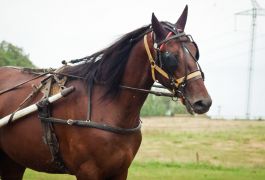 Индивидуальный тренинг племенной лошади - рысака