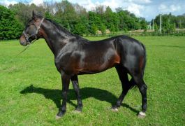 Лошадь New and Notable (Self Possessed - Winky’s Goal)