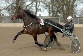 Лошадь Quite Easy (Andover Hall - Marita’s Victory)