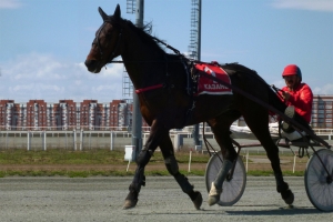 Лошадь Румянец (Cyclone Artie - Регалия) на дистанции в Казани